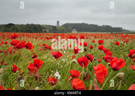 Der rote Mohn eingeordnet, Blakeney Norfolk, Großbritannien Stockfoto