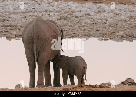 Mutter afrikanischen Elefanten (loxodonta) nurning Baby am Wasserloch - Etosha National Park, Namibia Stockfoto