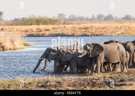 Erwachsene, groß Elefant (Loxodonta) steht Schutzvorrichtung vor anderen Elefanten trinken in Fluss Bwabwata National Park, Namibia Stockfoto