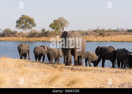 Erwachsene, groß Elefant (Loxodonta) steht Schutzvorrichtung vor anderen Elefanten trinken in Fluss Bwabwata National Park, Namibia Stockfoto