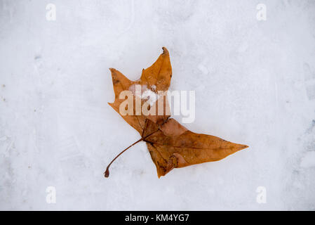 Nahaufnahme auf orange Blatt auf Eis und Schnee Stockfoto