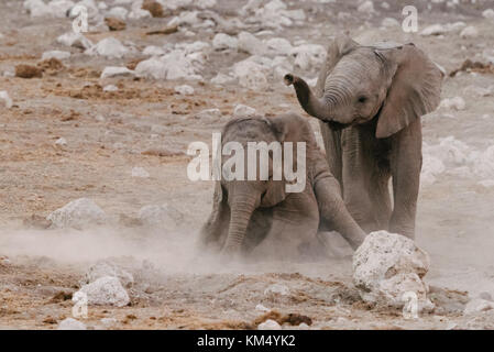 Kleine Elefanten (Loxodonta) spielen in den Schmutz Nationalpark, Namibia Stockfoto