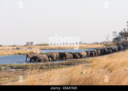 Große Herde Elefanten (Loxodonta) trinken am Ufer des Flusses Kante am späten Nachmittag Bwabwata National Park, Namibia Stockfoto