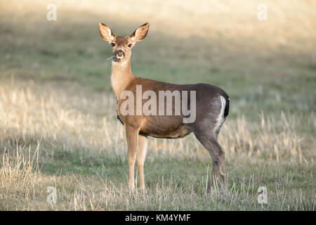 Vorsichtig black-tailed deer unterbrochen Essen. Stockfoto