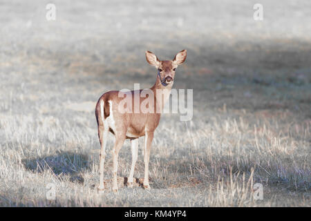 Vorsichtig black-tailed deer zurück zu schauen. Stockfoto