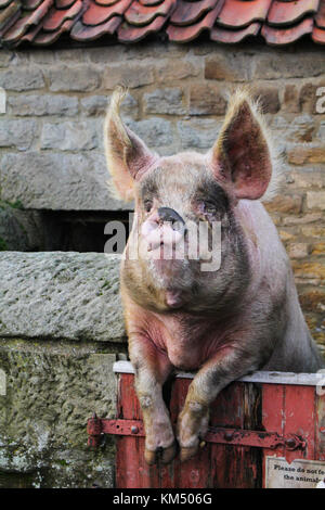 Ein Bauernhof Schwein stehend und schiefen Beine über dem Tor. sieht fast aus wie der menschliche Landwirt stützte sich auf einen Zaun Stockfoto