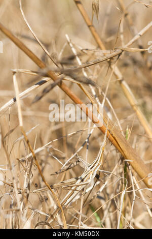 Acrida sp., ein criptyc Heuschrecke in einem trockenen korsischen Grasland, Frankreich. Stockfoto