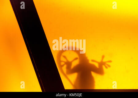 Ein Gecko (tarentola mauritanica) wartet auf Beute Nutzung Straße Lampe als Trap (das Licht attrachts Nacht Insekten). Stockfoto