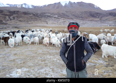 Ein Mann aus changpa Nomaden mit seiner Herde von Pashmina Ziege und Schaf im Tso Moriri Region Ladakh, Jammu und Kaschmir, Indien. Stockfoto