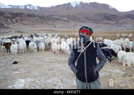 Ein Mann aus changpa Nomaden mit seiner Herde von Pashmina Ziege und Schaf im Tso Moriri Region Ladakh, Jammu und Kaschmir, Indien. Stockfoto