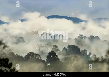 Regen Wald Landschaft, Borneo, Deramakot, Sabah Stockfoto