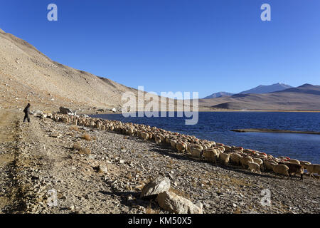 Changpa Nomaden mit ihren Herden pashmina Ziege und Schaf im Tso Moriri Region Ladakh, Jammu und Kaschmir, Indien. Stockfoto