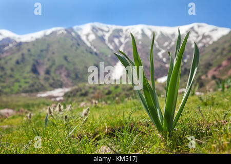 - Eine Blume in chimgan Gebirge, in Usbekistan Stockfoto