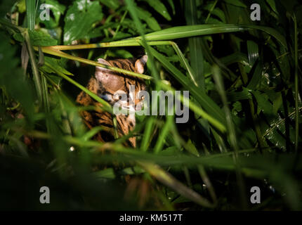 Leopard Cat borneo Malaysia Stockfoto