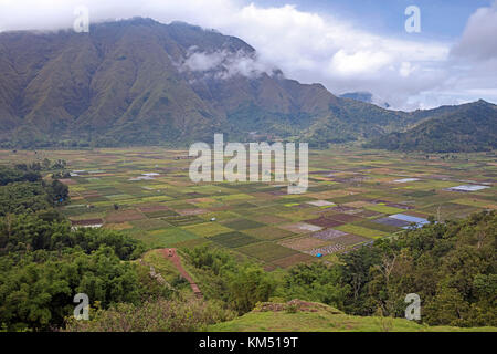 Reis-, Knoblauch-, Tomaten-, Chili- und Kohlfelder im Sembalun-Tal am Fuße des Mount Rinjani, aktiver Vulkan auf der Insel Lombok, Indonesien Stockfoto