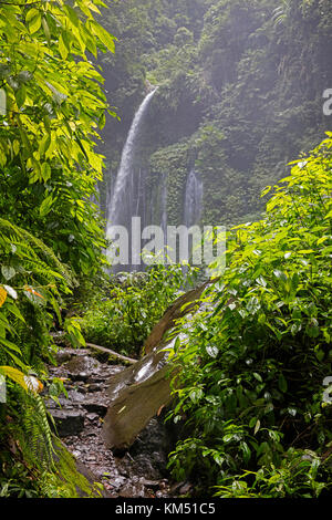 Air terjun Tiu kelep Wasserfall in der Nähe von Senaru im tropischen Regenwald an den Hängen des rinjani Vulkan, zentrale Lombok, Indonesien Stockfoto