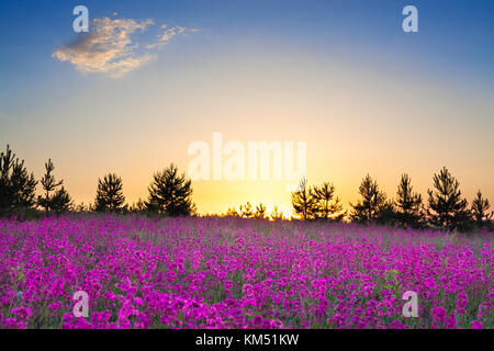 Frühling wilde Blumen auf einem Feld. Sommer ländliche Landschaft mit lila Blüten auf einer Wiese und den Sonnenuntergang. blühenden Feld Wildblumen auf den Sonnenaufgang. Stockfoto