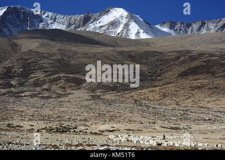 Ein Mann aus changpa Nomaden auf dem Weg seine Herde von Ziegen weiden, in die Berge zu nehmen, Tso Moriri, Ladakh, Jammu und Kaschmir, Indien. Stockfoto