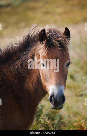 Ein Porträt eines Exmoor pony, frontal zur Kamera. Stockfoto