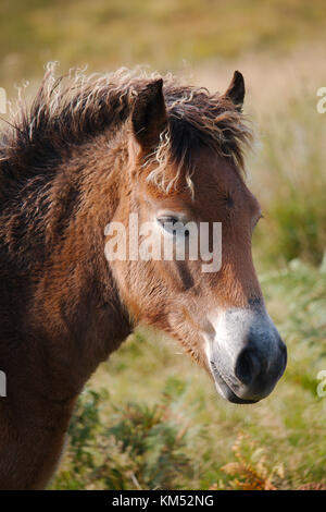 Ein Porträt eines Exmoor pony, leicht zur Seite. Stockfoto