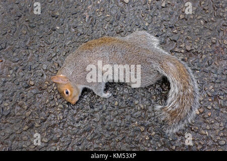 Eine tote Eichhörnchen Stockfoto