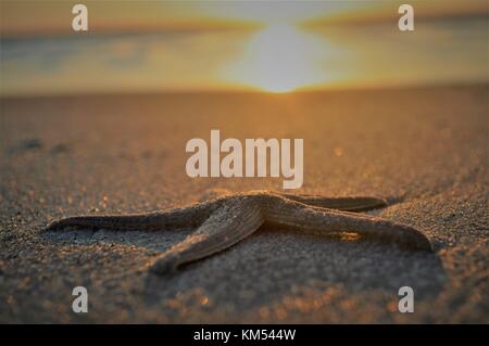 Seesterne am Strand während eines Sonnenaufgangs Stockfoto