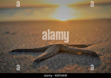 Starfish on the beach during a sunrise Stockfoto