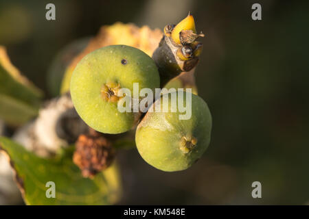 Close-up von zwei Feigen wachsen auf einem Feigenbaum (Ficus Carica) in Zypern Stockfoto