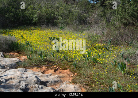 Kalkstein Pflaster Landschaft im Ayia Thekla Wald in Zypern mit einem Teppich aus ranunkeln Ranunkeln bullatus (Herbst) Stockfoto