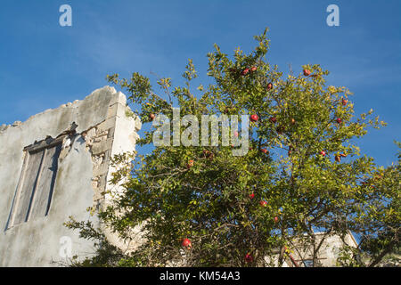 Granatapfelbaum (Punica Granatum) mit roten Früchten in einem Dorf in Zypern Stockfoto