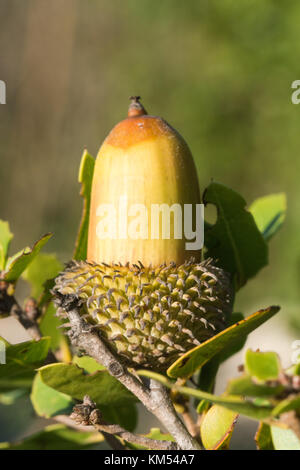 Acorn der Quercus coccifera oder kermes Oak Tree in Zypern Stockfoto