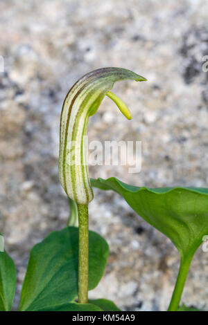 Nahaufnahme der wildflower Arisarum vulgare (auch als Friar's Cowl oder Larus), die in Zypern Stockfoto