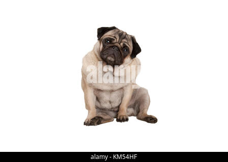 Cute smart Mops Welpen Hund mit cheecky Gesicht, hinsetzen, auf weißem Hintergrund Stockfoto