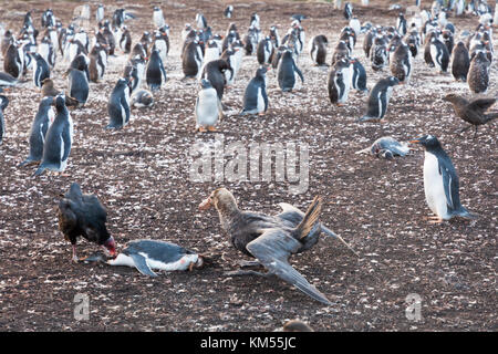 Riesige sturmvögel Fütterung auf tote Gentoo Pinguin Stockfoto