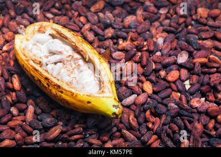 Indonesische Kakaobäume Plantage ernten - reif Pod auf das Trocknen rohen Bohnen Hintergrund geöffnet. Obst von kakaopflanzen in der Lebensmittelindustrie zur Herstellung verwendet Stockfoto