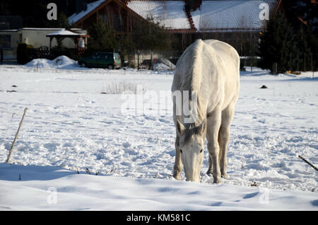 Weißes Pferd auf einem verschneiten Wiese im Winter Stockfoto