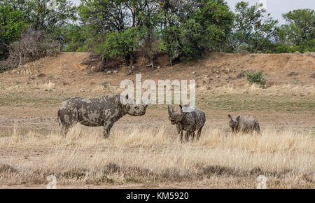 Eine Schwarze Nashorn Familie im südlichen afrikanischen Savanne Stockfoto