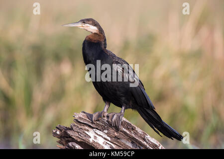 Afrikanische Darter Anhinga rufa Nahaufnahme im Profil das Hocken auf einer hölzernen stumpf auf dem Chobe River in Botsuana Stockfoto