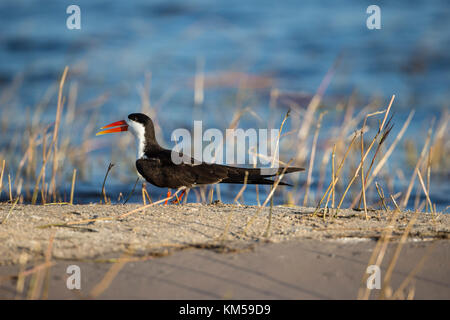 Close up im Profil eines Afrikanischen Skimmer vogel Rhynchops Flavirostris an einem Flussufer in Botswana sitzen Stockfoto