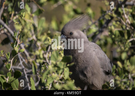 Grau Go-Away-Bird (lourie) Corythaixoides concolor in einem dornigen Baum gehockt in Botsuana Stockfoto