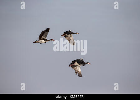 Drei Sporn - winged Plectropterus gambensis Gänse im Flug Stockfoto