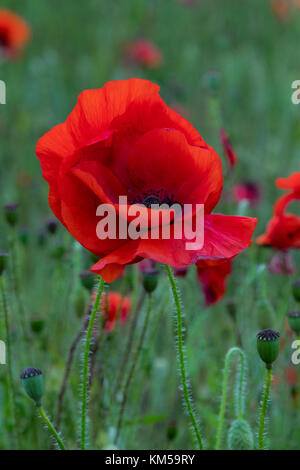 Eine Sammlung von Mohnfotos, aufgenommen in Dover. Mit: Atmosphere, Poppies Wo: Dover, Kent, Großbritannien Wann: 25 Jun 2017 Credit: WENN.com Stockfoto