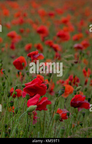 Eine Sammlung von Mohnfotos, aufgenommen in Dover. Mit: Atmosphere, Poppies Wo: Dover, Kent, Großbritannien Wann: 25 Jun 2017 Credit: WENN.com Stockfoto