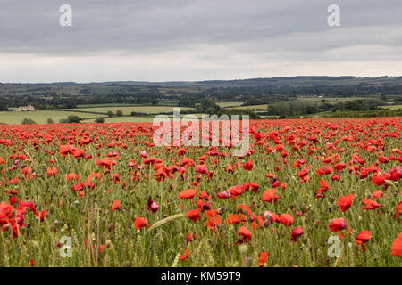 Eine Sammlung von Mohnfotos, aufgenommen in Dover. Mit: Atmosphere, Poppies Wo: Dover, Kent, Großbritannien Wann: 25 Jun 2017 Credit: WENN.com Stockfoto