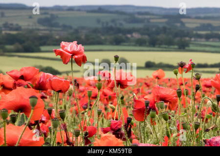 Eine Sammlung von Mohnfotos, aufgenommen in Dover. Mit: Atmosphere, Poppies Wo: Dover, Kent, Großbritannien Wann: 25 Jun 2017 Credit: WENN.com Stockfoto