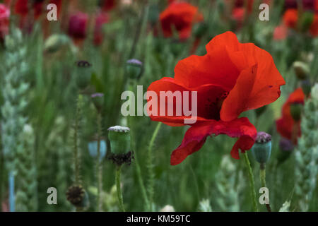 Eine Sammlung von Mohnfotos, aufgenommen in Dover. Mit: Atmosphere, Poppies Wo: Dover, Kent, Großbritannien Wann: 25 Jun 2017 Credit: WENN.com Stockfoto