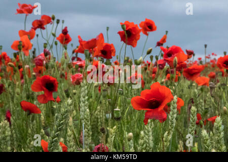 Eine Sammlung von Mohnfotos, aufgenommen in Dover. Mit: Atmosphere, Poppies Wo: Dover, Kent, Großbritannien Wann: 25 Jun 2017 Credit: WENN.com Stockfoto