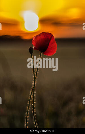 Eine Sammlung von Mohnfotos, aufgenommen in Dover. Mit: Atmosphere, Poppies Wo: Dover, Kent, Großbritannien Wann: 02. Juli 2017 Guthaben: WENN.com Stockfoto