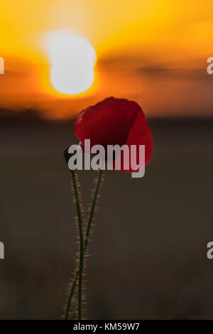 Eine Sammlung von Mohnfotos, aufgenommen in Dover. Mit: Atmosphere, Poppies Wo: Dover, Kent, Großbritannien Wann: 02. Juli 2017 Guthaben: WENN.com Stockfoto