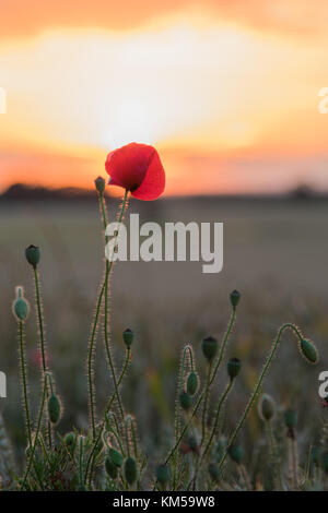 Eine Sammlung von Mohnfotos, aufgenommen in Dover. Mit: Atmosphere, Poppies Wo: Dover, Kent, Großbritannien Wann: 02. Juli 2017 Guthaben: WENN.com Stockfoto